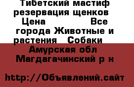 Тибетский мастиф резервация щенков › Цена ­ 100 000 - Все города Животные и растения » Собаки   . Амурская обл.,Магдагачинский р-н